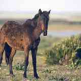 Caballo de retuertas